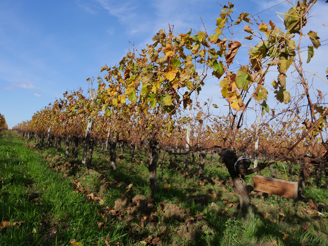 Виноградник на урожай